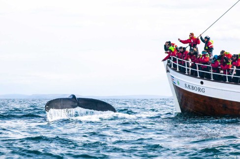 5-NorthsailingIs_Observation-des-baleines-et-des-animaux-marins-a-Husavik-lors-dun-voyage-en-famille-en-Islande-web