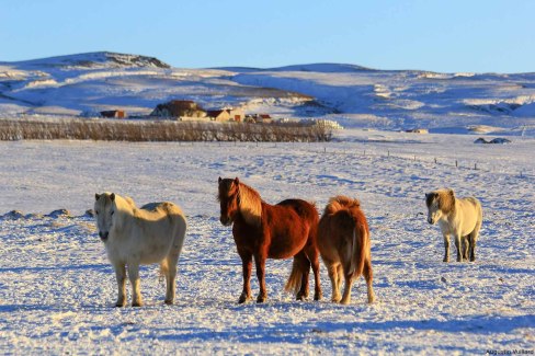 Chevaux-dans-la-neige-Augustin-Vuillard-web