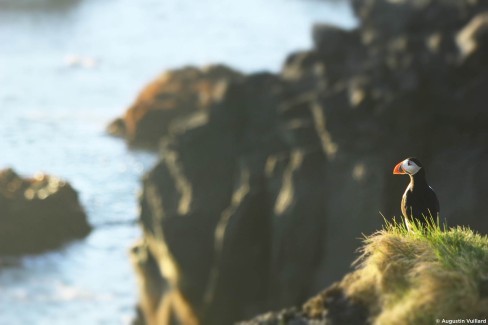 Macareux moine sur promontoire herbeux d'une falaise dans les îles Vestmann