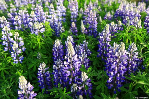 Champ de lupins dans les îles Vestmann