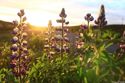 Lupins au coucher de soleil dans l'archipel des Vestmann