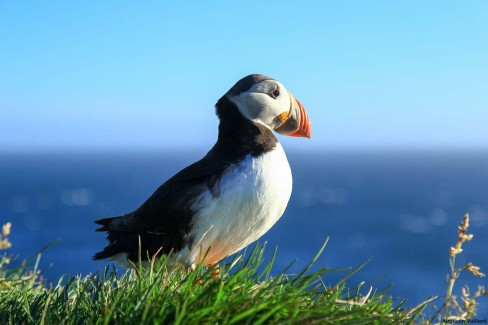 Macareux moine au vent dans les îles Vestmann, Islande