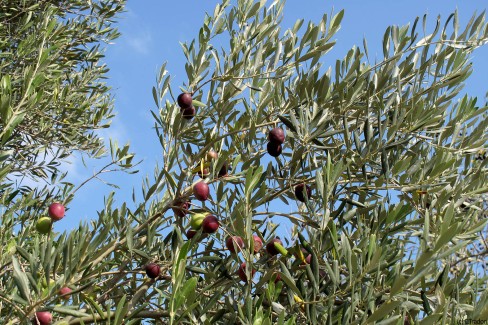 Culture d'oliviers dans les Pouilles