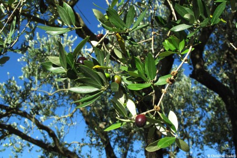 Culture de l'olive en Toscane