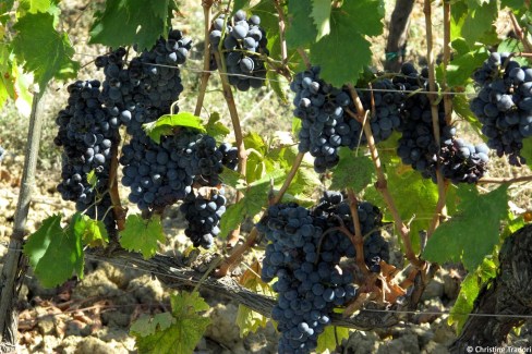 Vignobles au coeur de la Toscane
