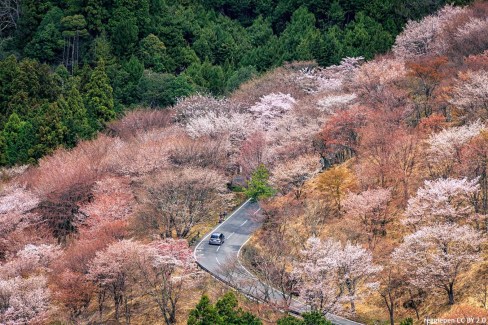 Route-de-montagne-entouree-de-sakura-reggiepen-CCBY20-web