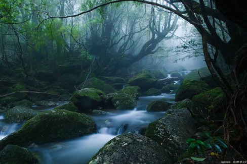 Foret-de-mousses-Yakushima-caseyyee-CCBYSA2-web