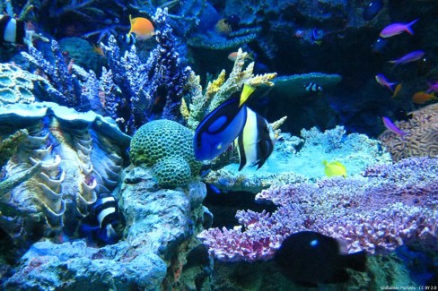Snorkeling-a-Okinawa-Globalism-Pictures-CCBY2-web