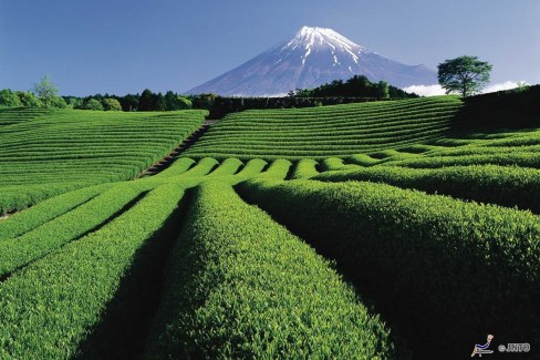 Plantation-de-the-et-Mont-Fuji-a-Shizuoka-JNTO-web