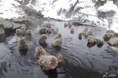 Singes-se-baignant-dans-les-sources-chaudes-a-Yudanaka-JNTO-web