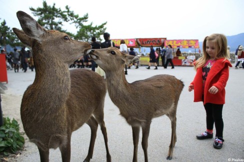 Daims-en-liberte-dans-le-parc-de-Nara-web