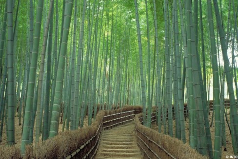 Foret-de-bambous-dArashiyama-a-Kyoto-web