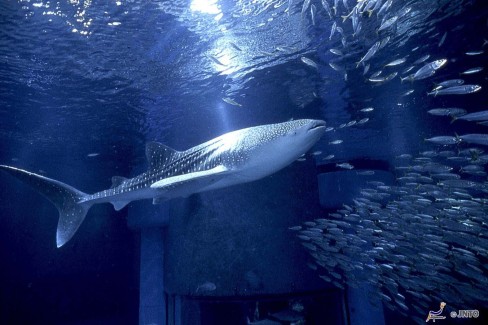 Requin-baleine-a-laquarium-Kaiyukan-d-Osaka-web
