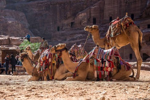Chameaux-sur-le-site-de-Petra-Pixabay-MickaelThunberg