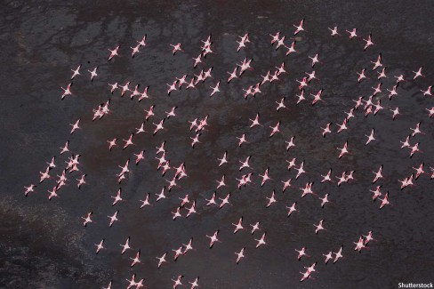 Africa, Tanzania, Aerial view of flock of Greater and Lesser Flamingos flying above salt waters of Lake Natron