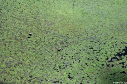 Survol-du-parc-national-dAmboseli-en-flying-safari-Darryl-van-Dyk-web