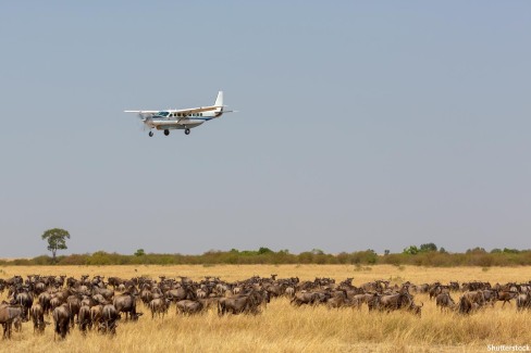 The airplane is flying over the African savanna. There is a huge herd of wildebeest in the savanna under the plane. Photo was taken on short distance and with excellent light.