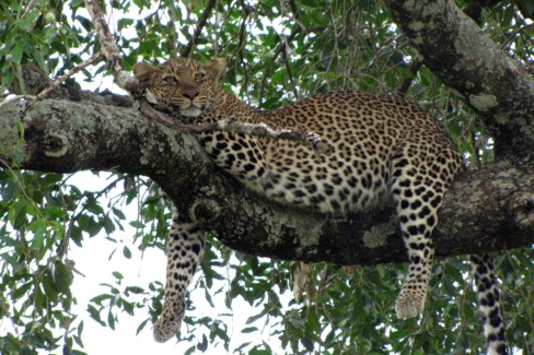 Léopard sur une branche au Kenya
