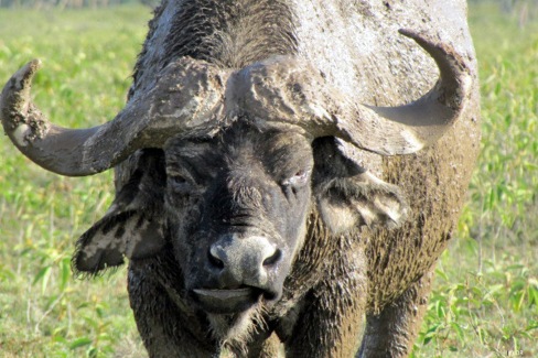 Buffle dans la savane du Kenya