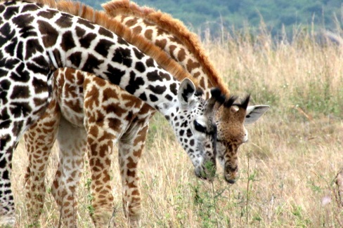 Girafes broutant la savane au Kenya
