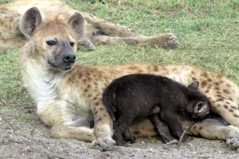 Hyène et son petit lors d'un itinéraire sur mesure au Kenya