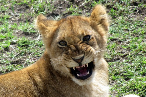 Lionceau menaçant durant un voyage en famille au Kenya