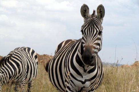 Zèbres dans une réserve au Kenya