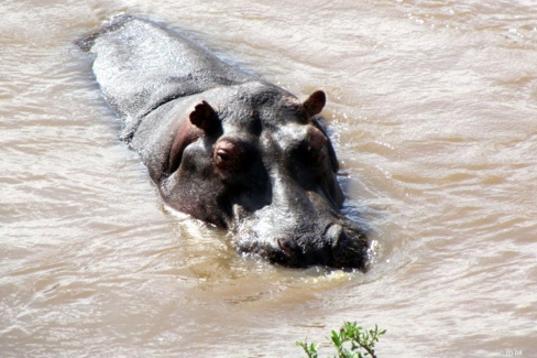 Hippopotame dans une rivière kenyane