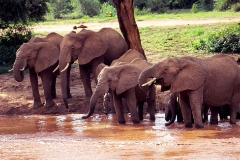 Elephants-Samburu-2-web