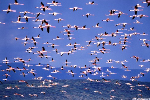 Flamants-roses-Lac-Bogoria-web