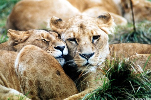 Lions-Amboseli-web