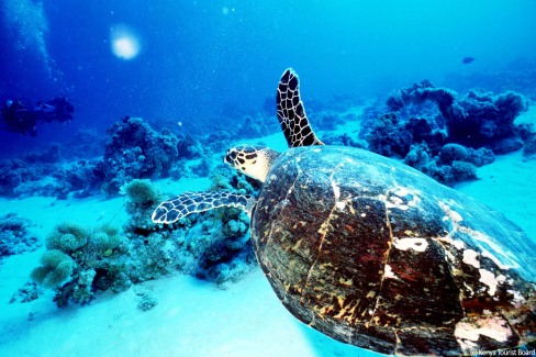 Tortue-de-mer-c-Kenya-Tourist-Board-web