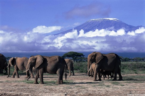Elephants-Parc-dAmboseli-c-Kenya-Tourist-Board-web