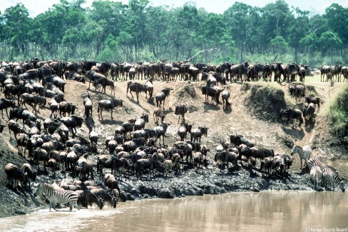 Grande-migration-des-gnous-Masai-Mara-c-Kenya-Tourist-Board-web