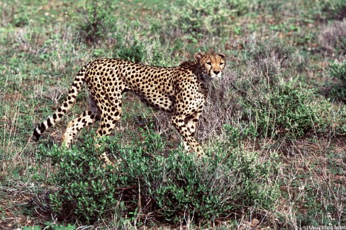 Guepard-Samburu-c-Kenya-Tourist-Board-web