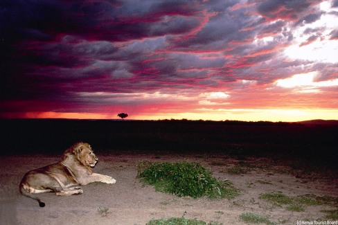 Lion-sunset-Masai-Mara-Kenya-Tourist-Board-web