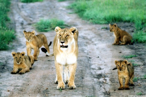 Lions-Masai-Mara-c-Kenya-Tourist-Board-web