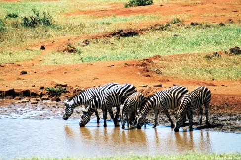Zebres-Tsavo-c-Kenya-Tourist-Board-web