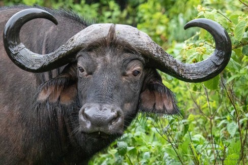 Buffle dans le parc national des Aberdares, nord Kenya