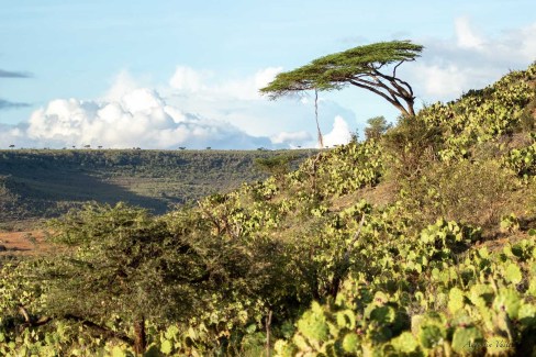 Concession de Loisaba dans le nord du Kenya