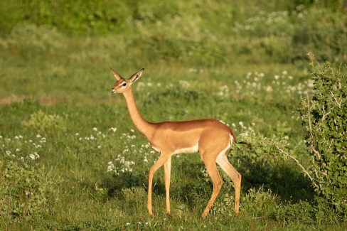 Gérénuk - "gazelle girafe" - dans la région de Samburu au Kenya