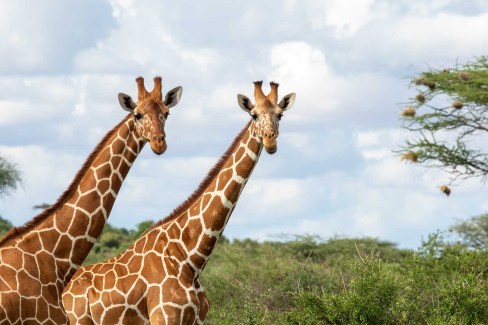 Girafes réticulées dans la réserve nationale de Buffalo Springs au Kenya