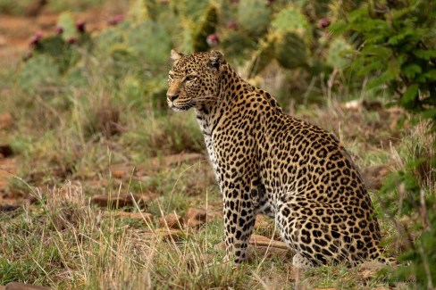 Léopard dans la zone de conservation de Loisaba, vers Laikipia dans le nord du Kenya