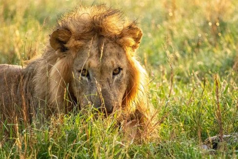 Lion dans le Lewa Wildlife Conservancy, nord Kenya
