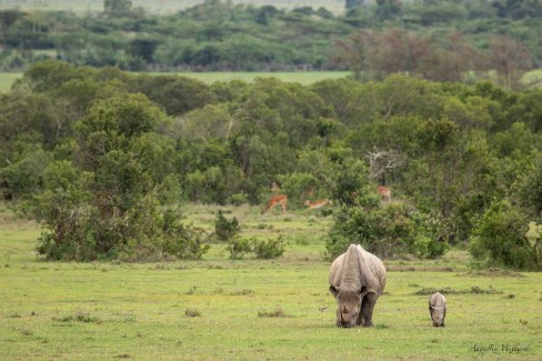 Rhinocéros dans le nord du Kenya, concession de Ol Pejeta