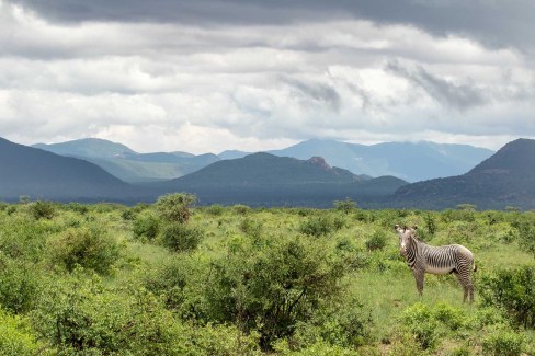 Zèbre Grévy dans la réserve nationale de Buffalo Springs, nord Kenya