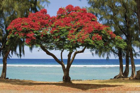 La Réunion - flamboyant en fleurs