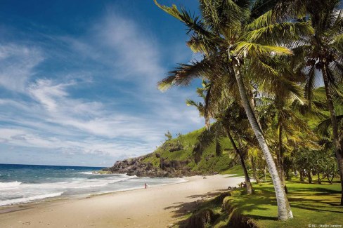 Plage de la côte ouest de la Réunion - cocotiers