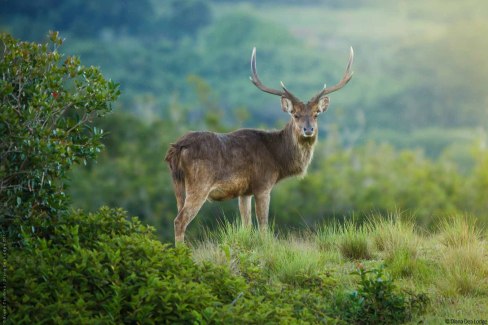 Nature sauvage de l'île de la Réunion