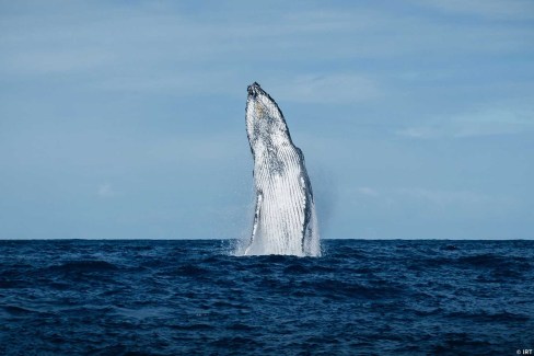 Rencontre avec les baleines à bosse à La Réunion